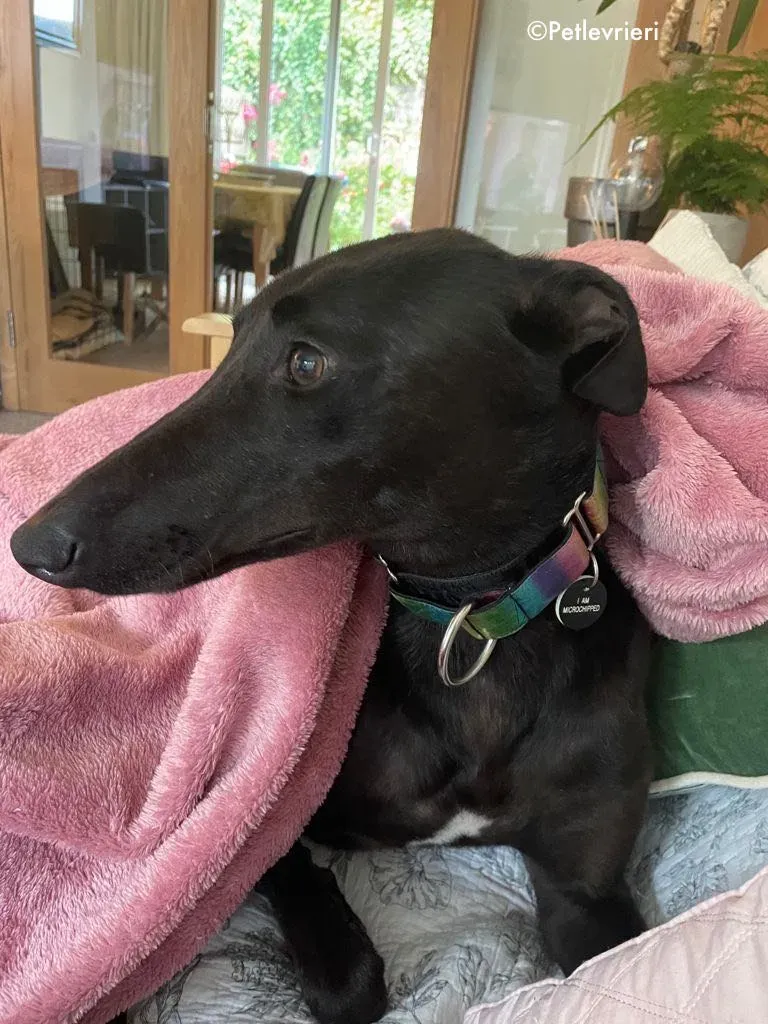 aoife adozione levrieri greyhound 18