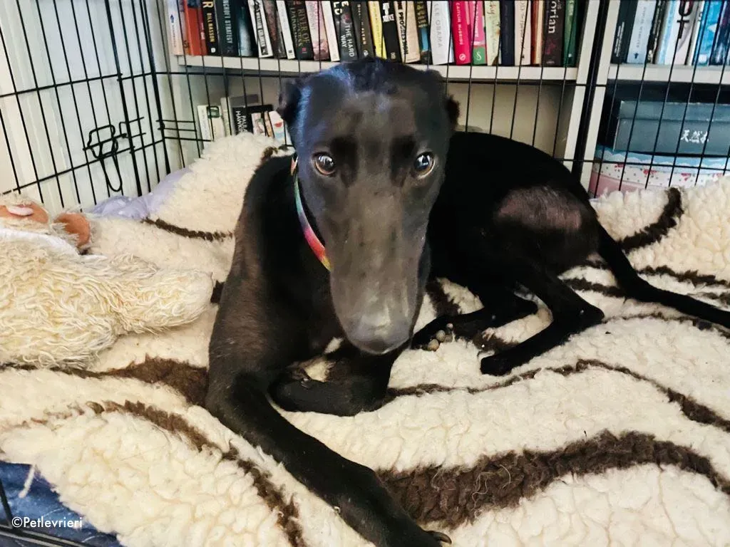 aoife adozione levrieri greyhound 19