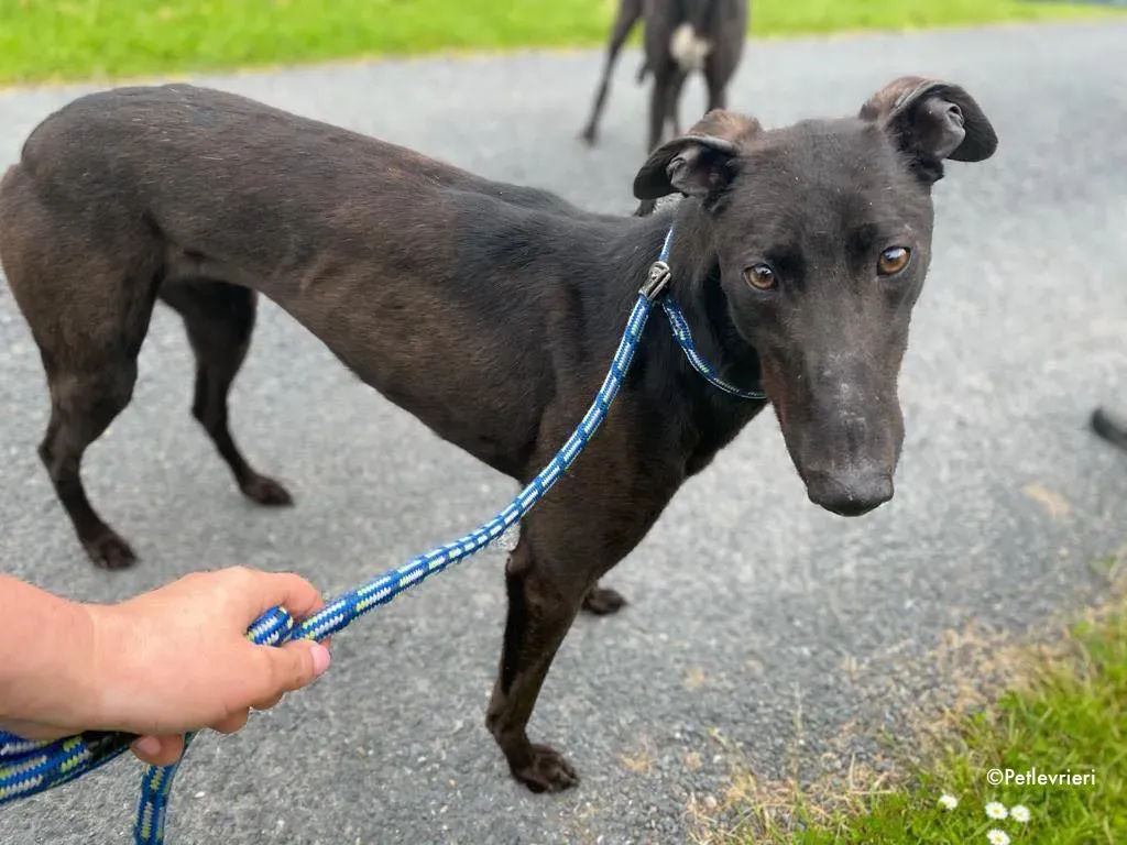 aoife adozione levrieri greyhound 2