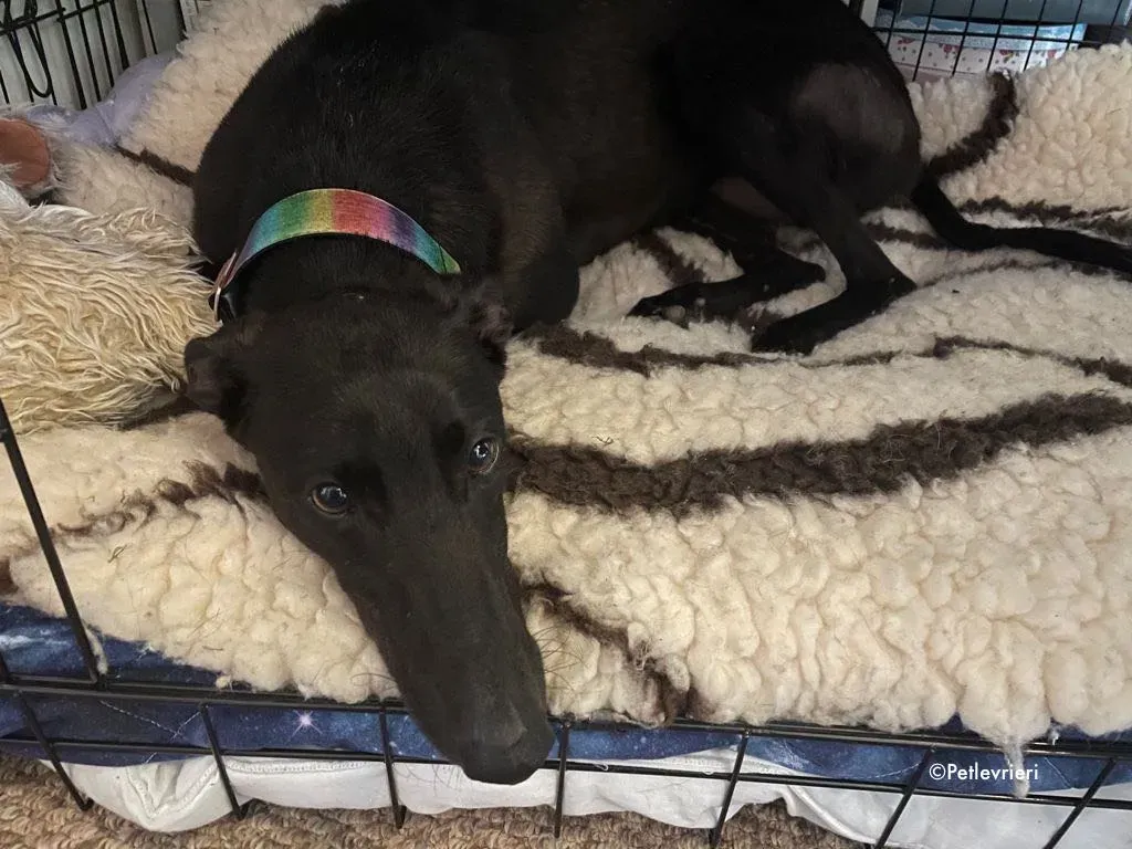 aoife adozione levrieri greyhound 20