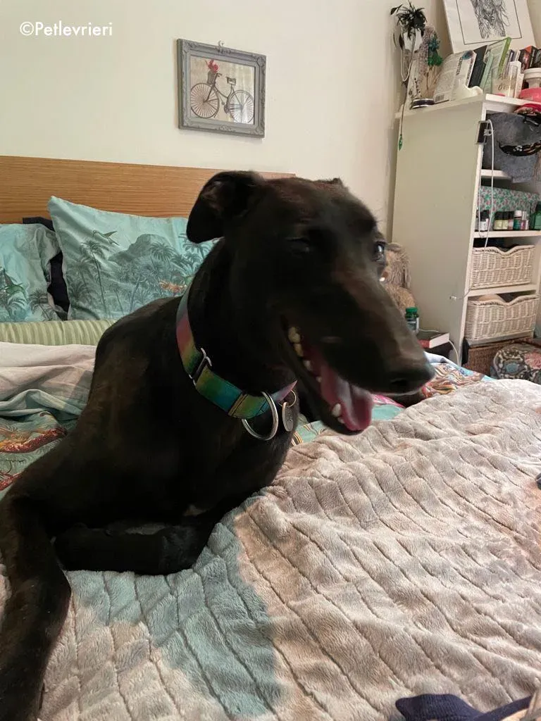 aoife adozione levrieri greyhound 21