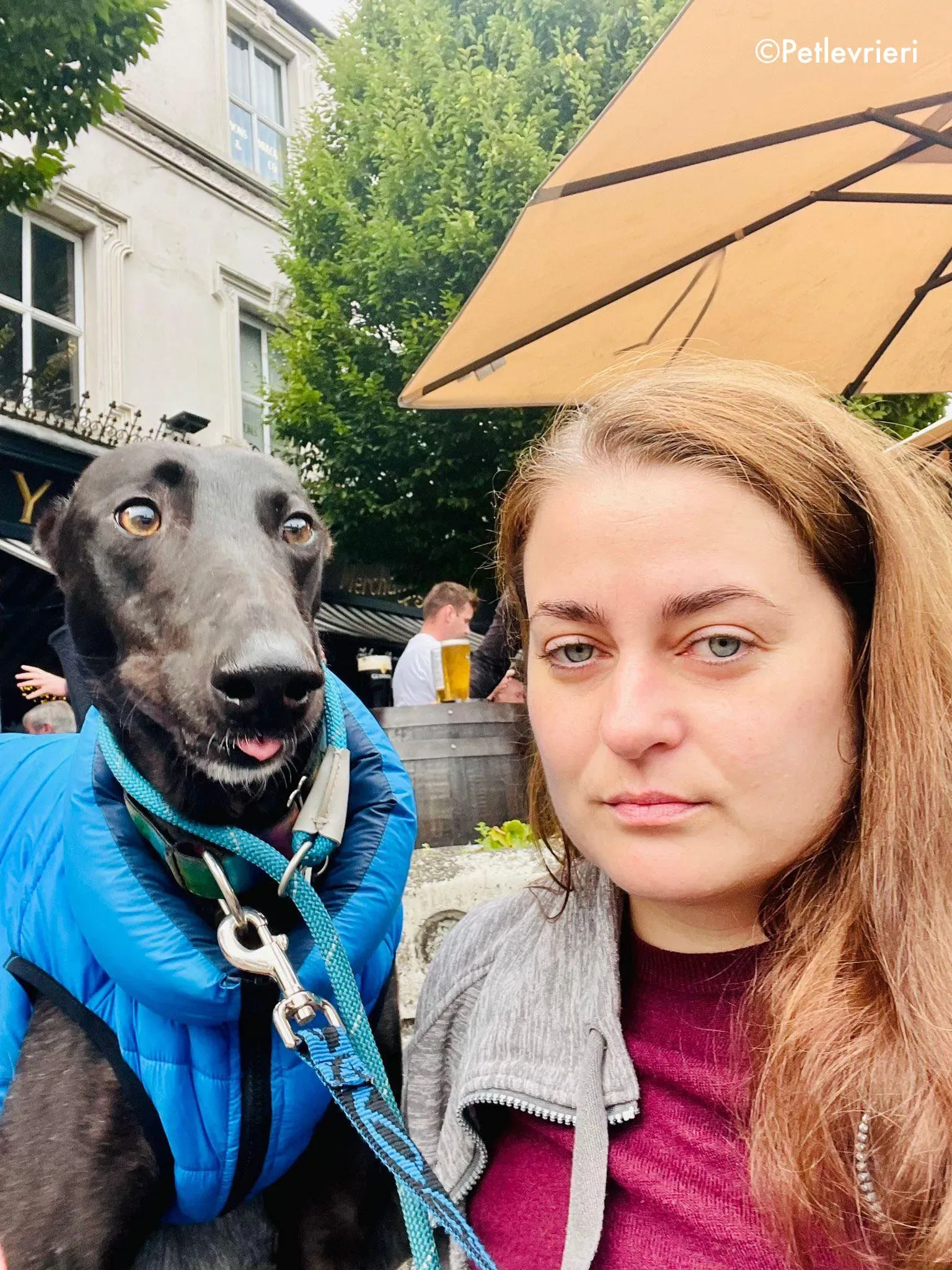 aoife adozione levrieri greyhound 22