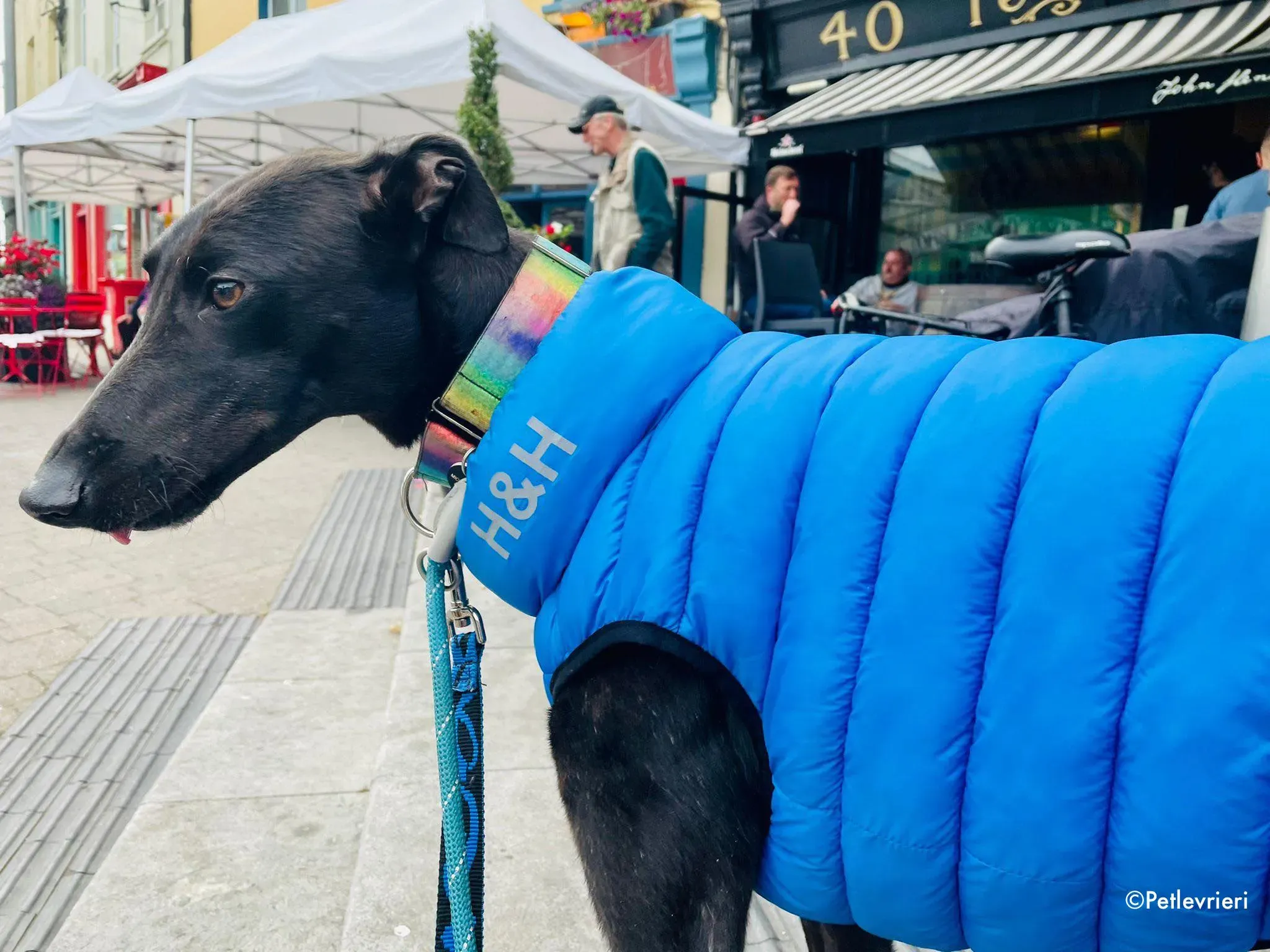 aoife adozione levrieri greyhound 23