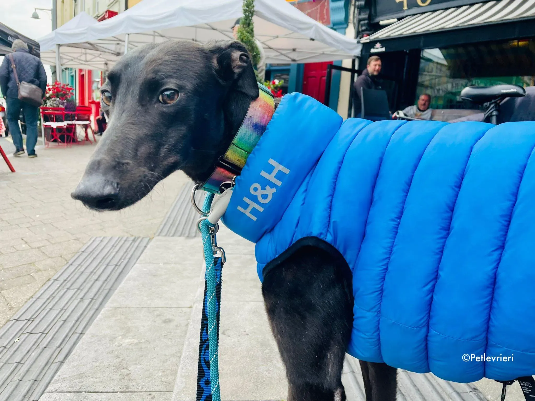 aoife adozione levrieri greyhound 24