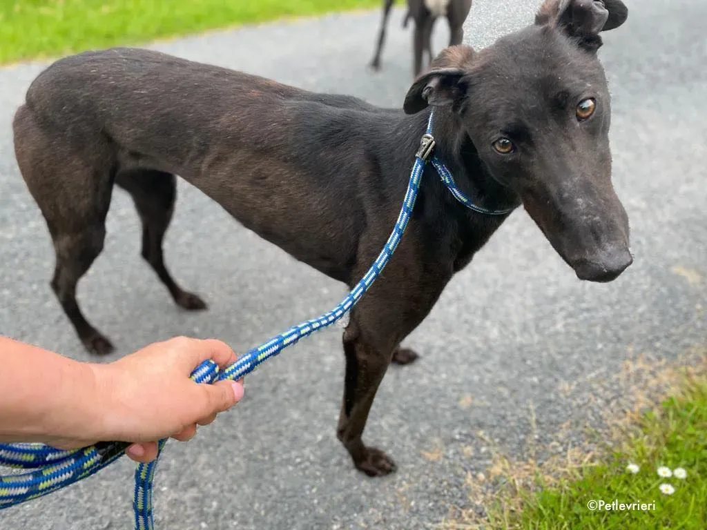 aoife adozione levrieri greyhound 3