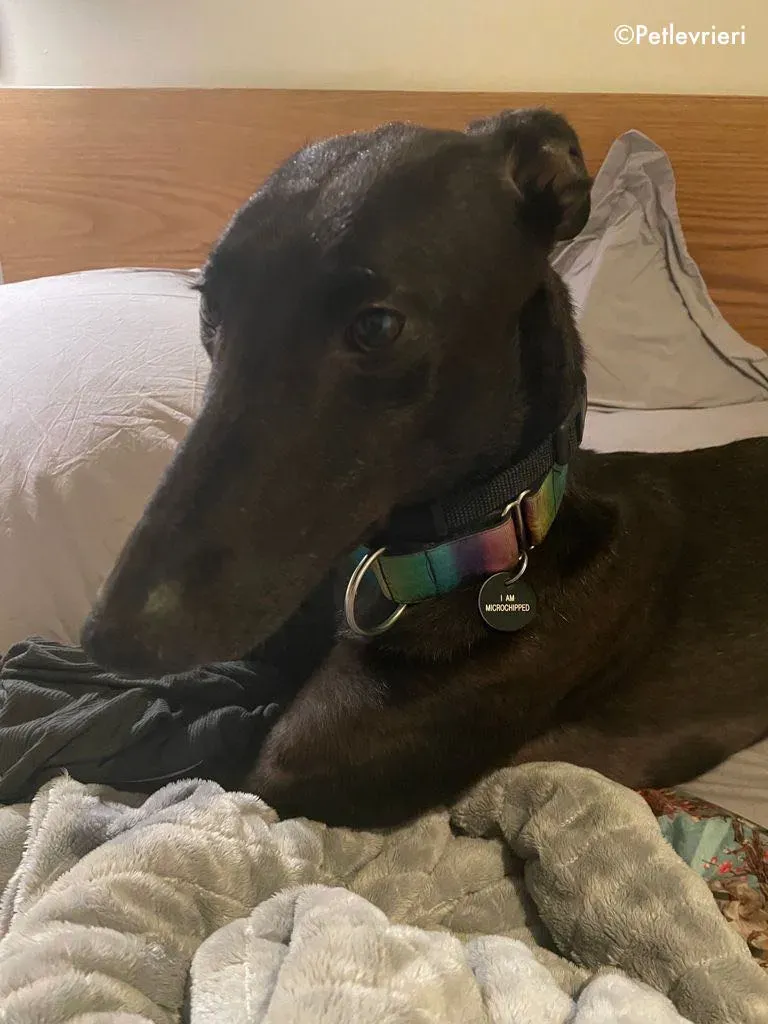 aoife adozione levrieri greyhound 4 1