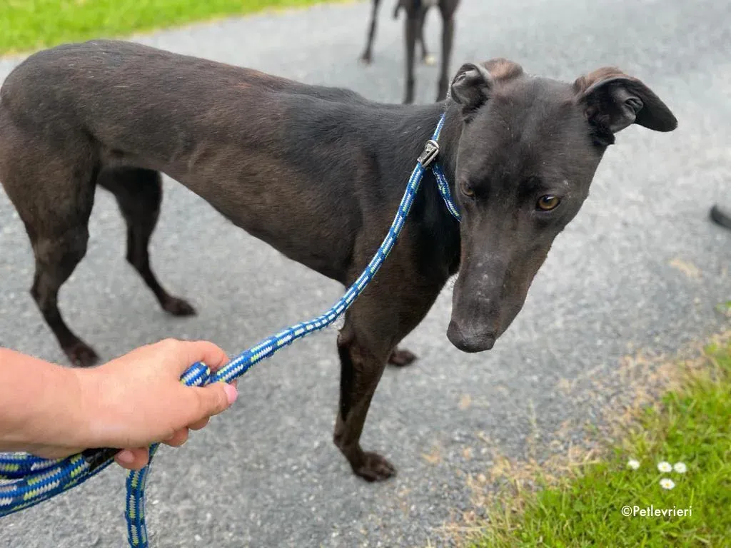 aoife adozione levrieri greyhound 4