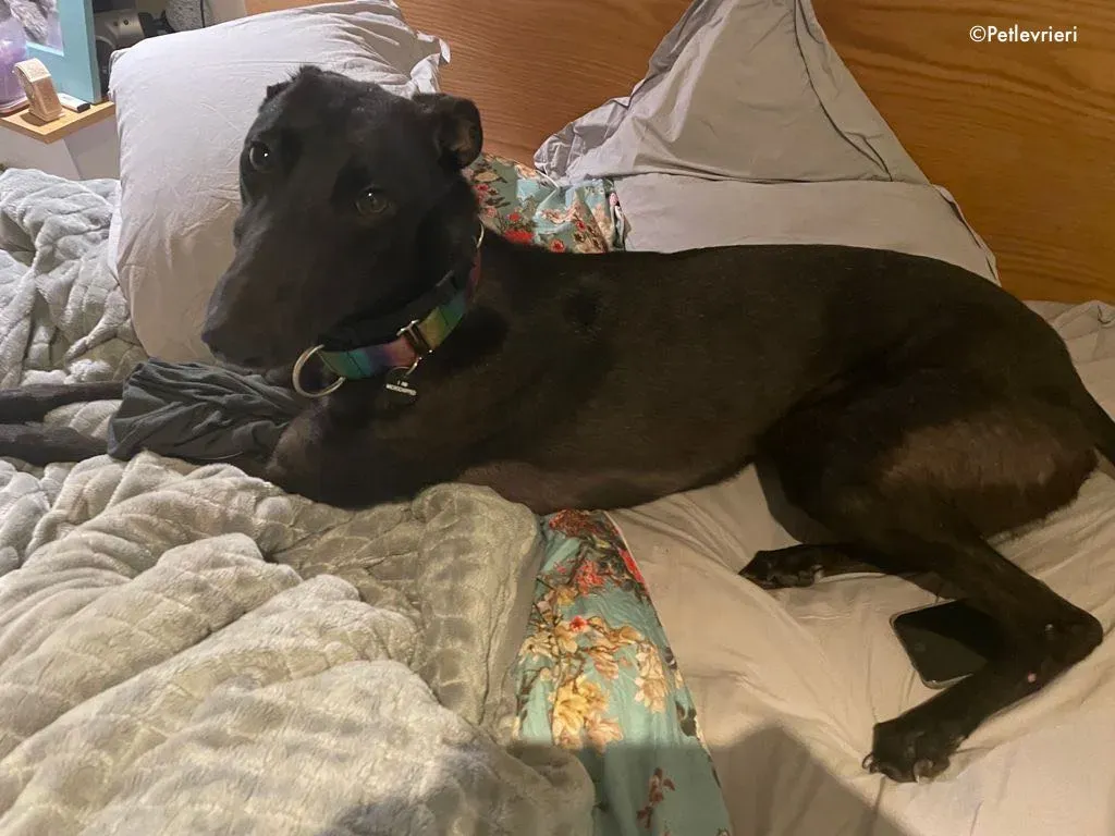 aoife adozione levrieri greyhound 5 1