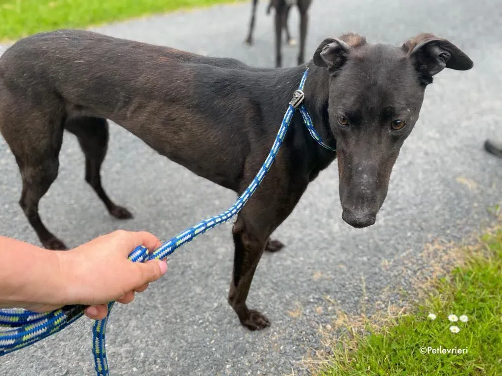 aoife adozione levrieri greyhound 5