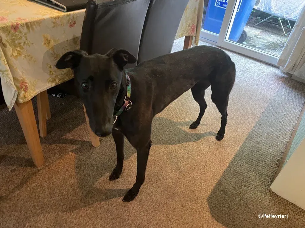 aoife adozione levrieri greyhound 6 1