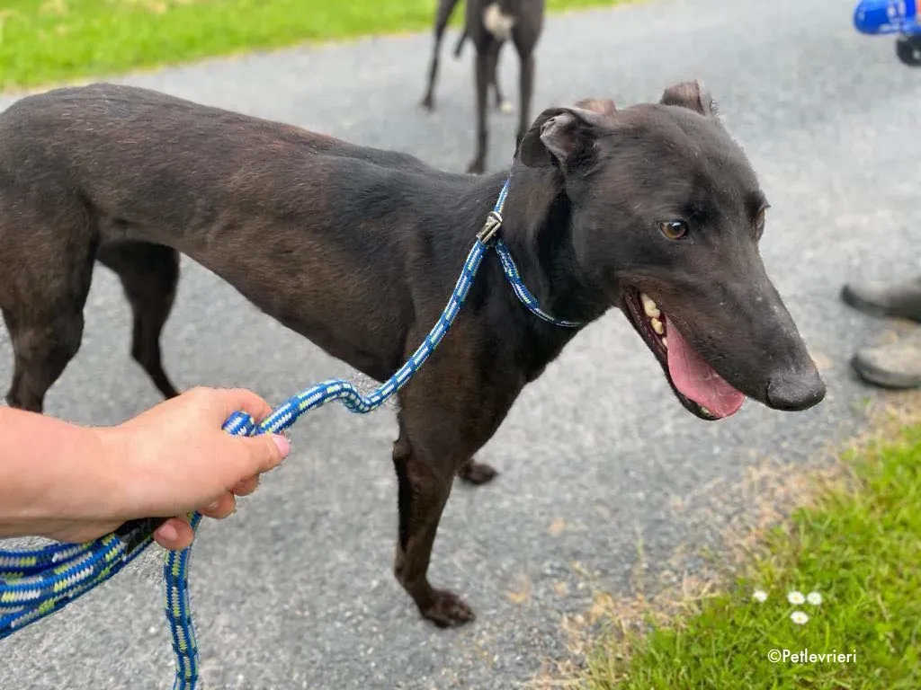 aoife adozione levrieri greyhound 6