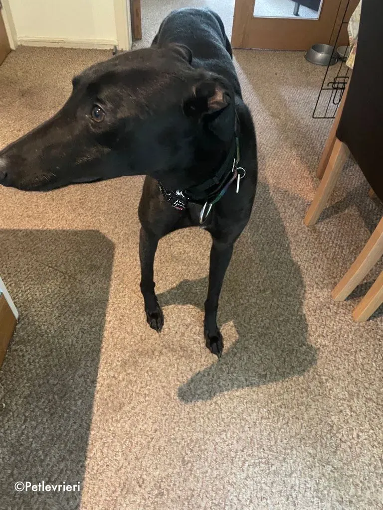 aoife adozione levrieri greyhound 7 1