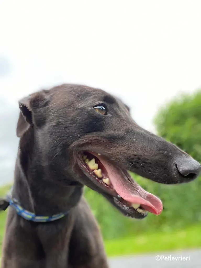 aoife adozione levrieri greyhound 7