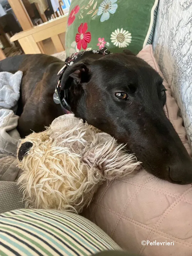 aoife adozione levrieri greyhound 8 1