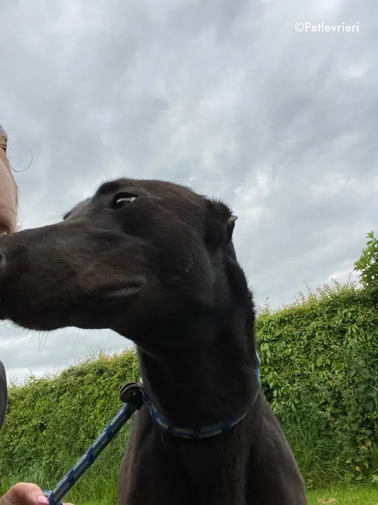 aoife adozione levrieri greyhound 8