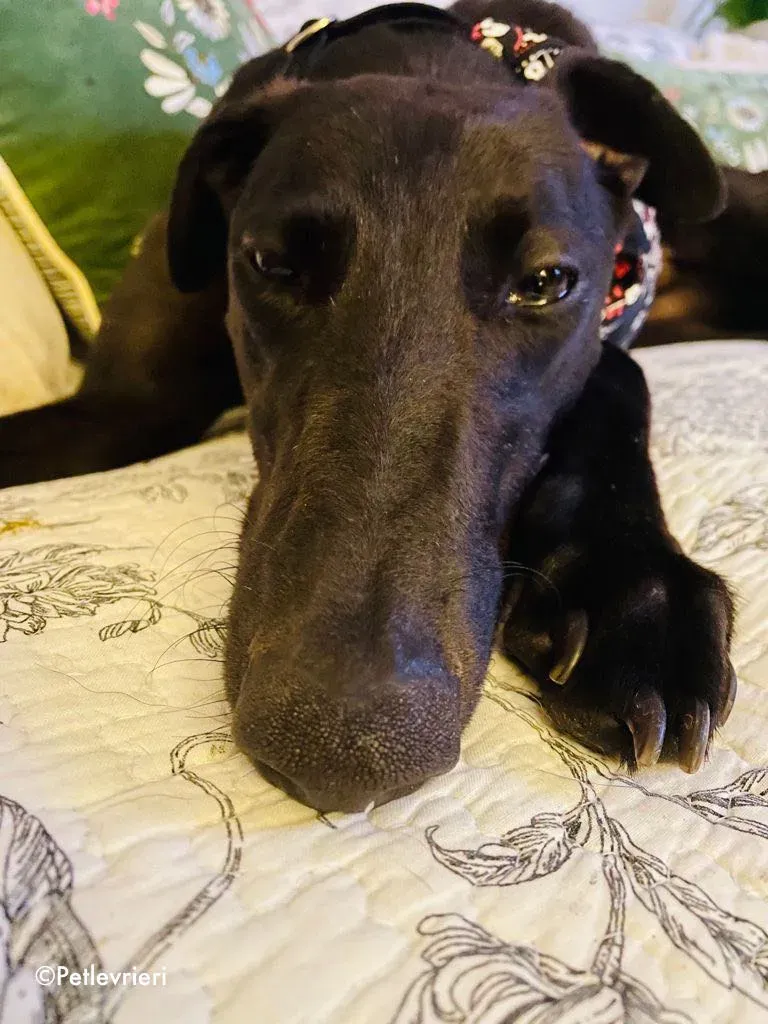 aoife adozione levrieri greyhound 9 1