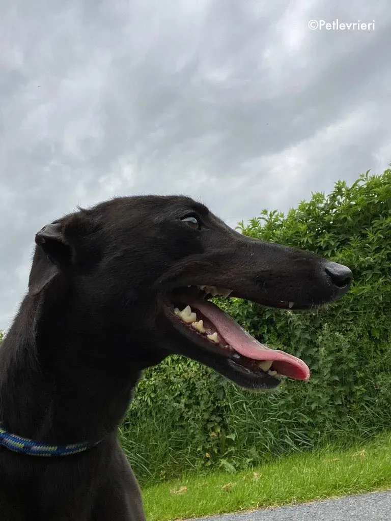 aoife adozione levrieri greyhound 9