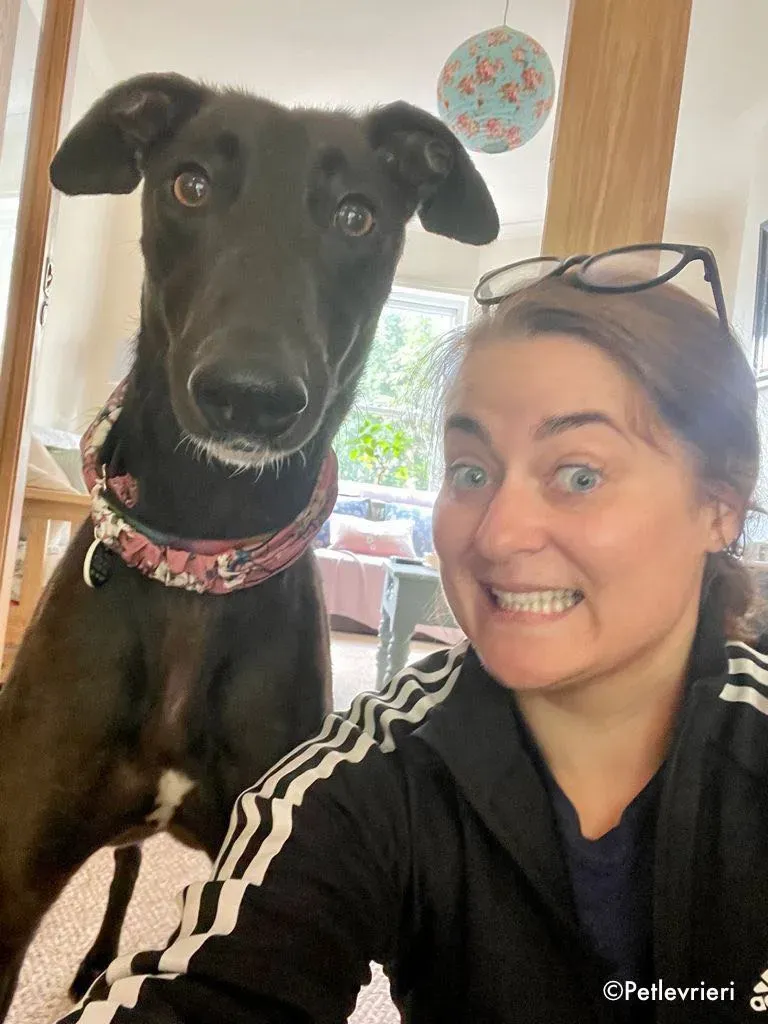 aoife adozione levrieri greyhound lurcher 1