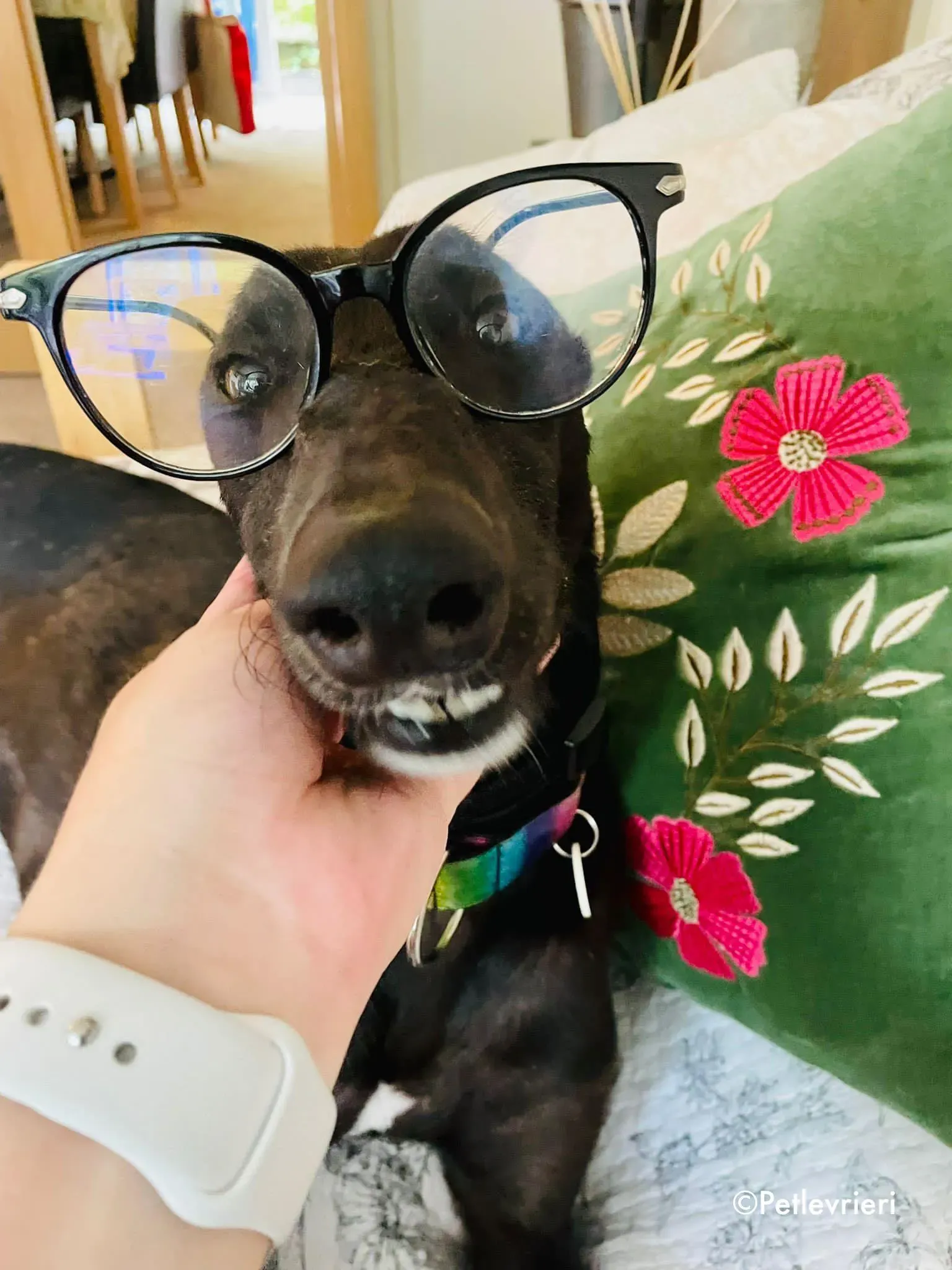 aoife adozione levrieri greyhound lurcher 2