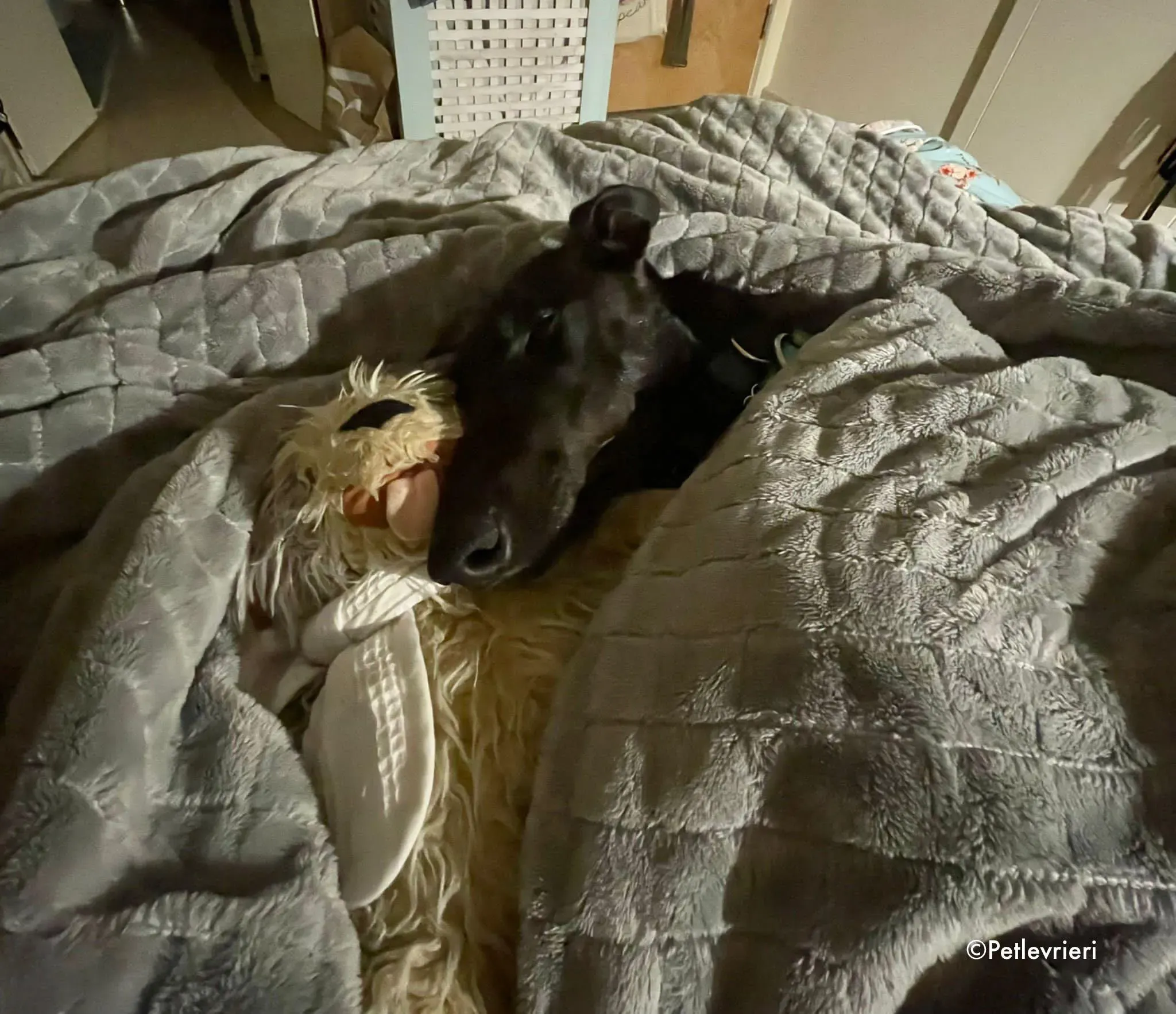 aoife adozione levrieri greyhound lurcher 3