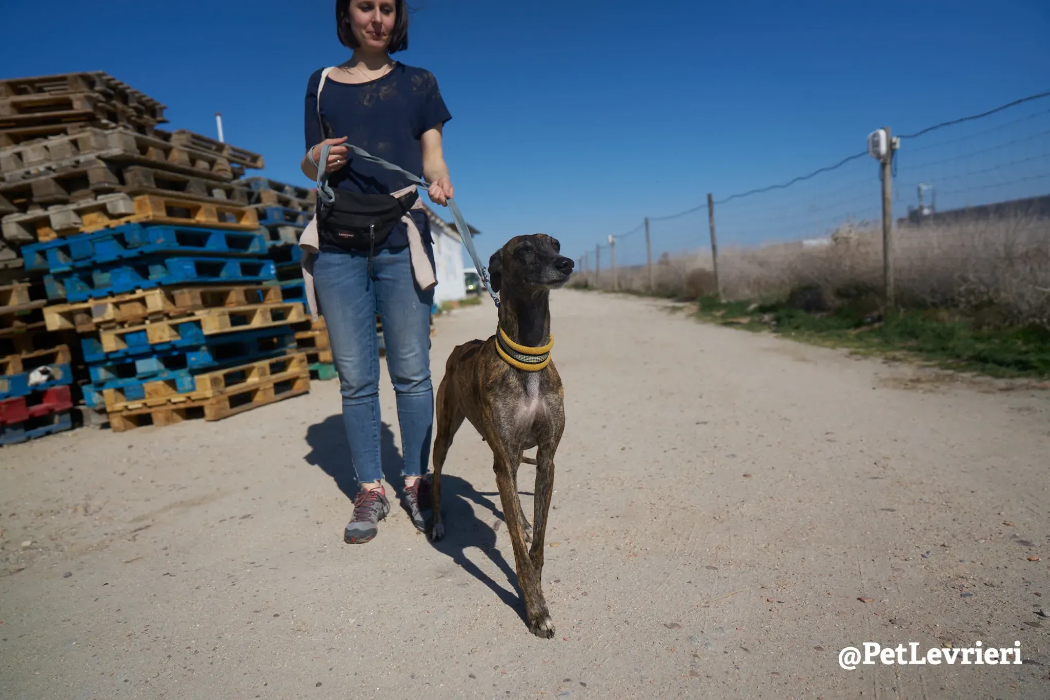 ardilla adozione galgo 1