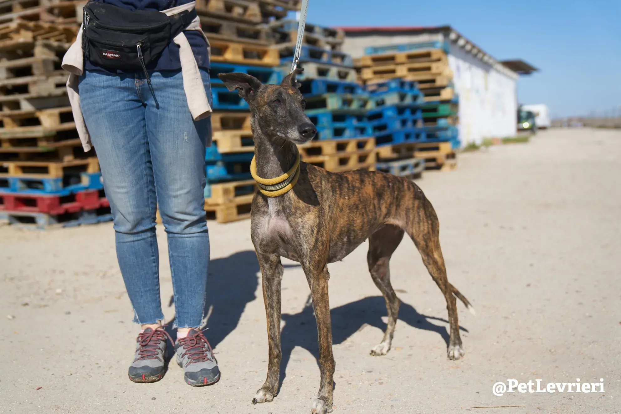 ardilla adozione galgo 2