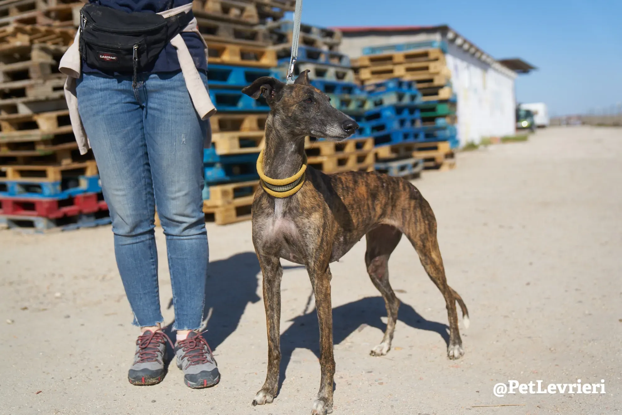 ardilla adozione galgo 3