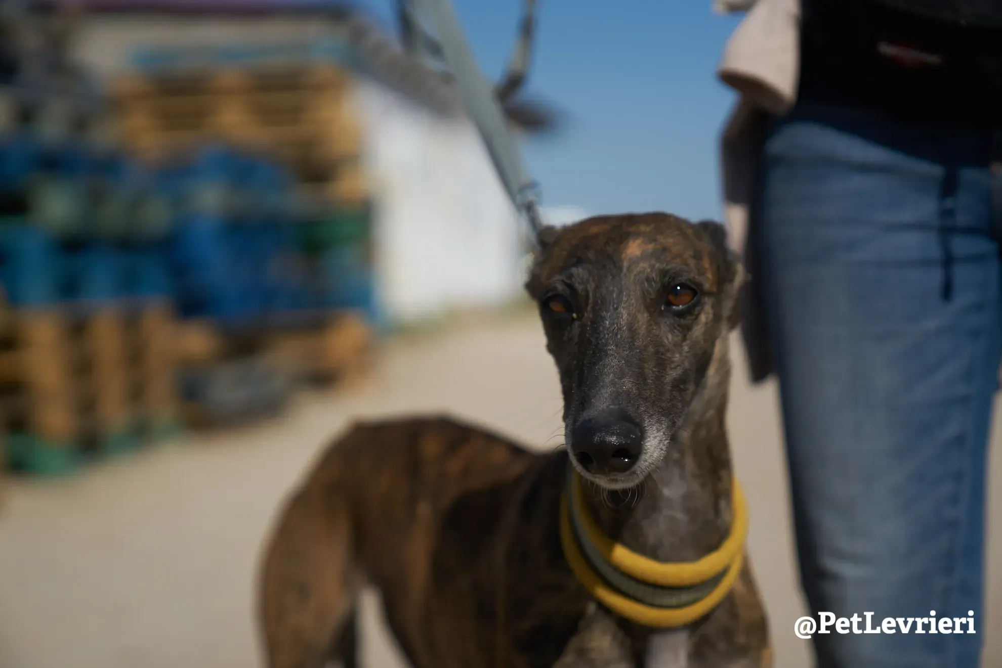 ardilla adozione galgo 5