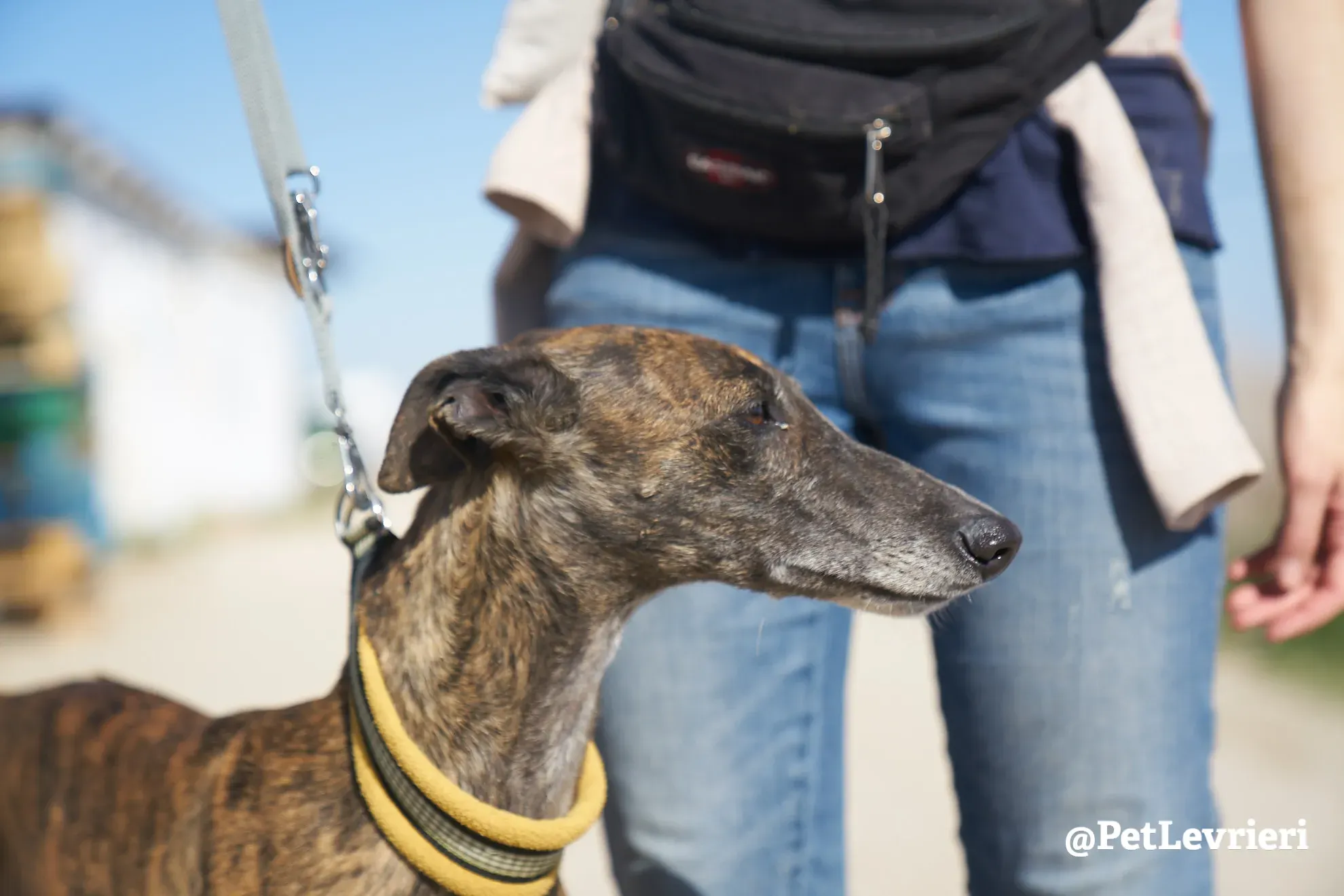 ardilla adozione galgo 6