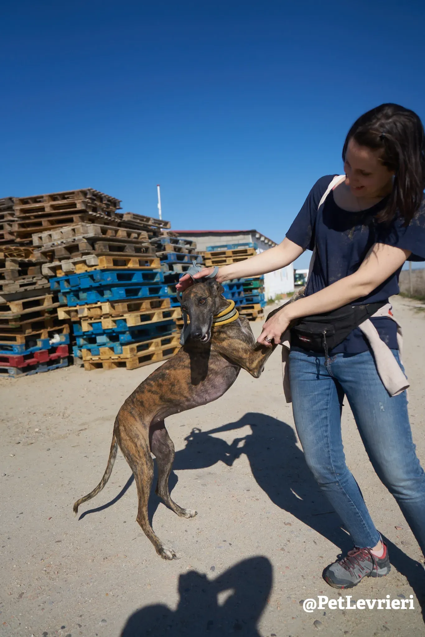 ardilla adozione galgo 7