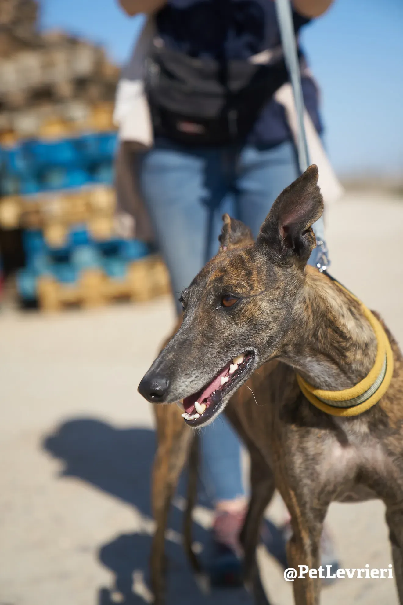 ardilla adozione galgo 8