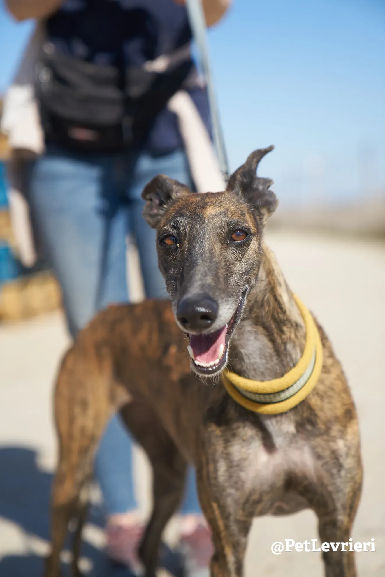 ardilla adozione galgo 9