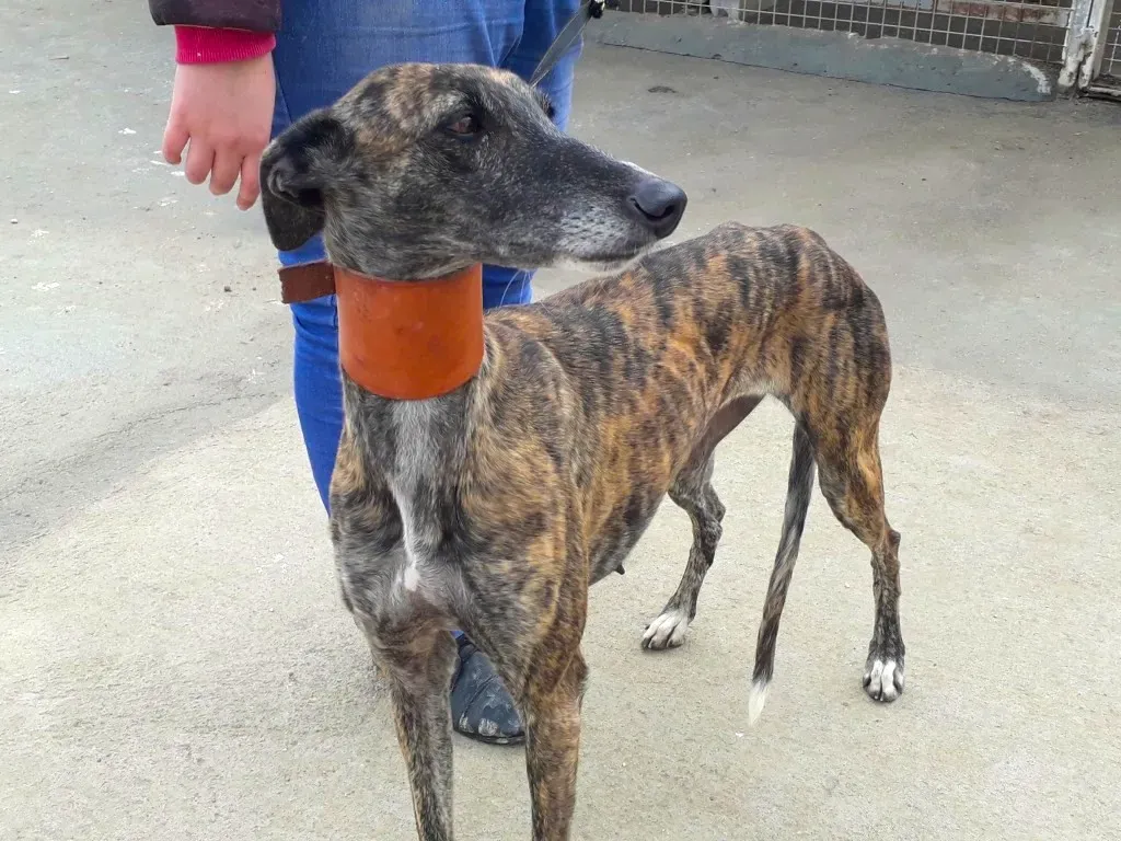 ardilla adozione levrieri galgo 10 1