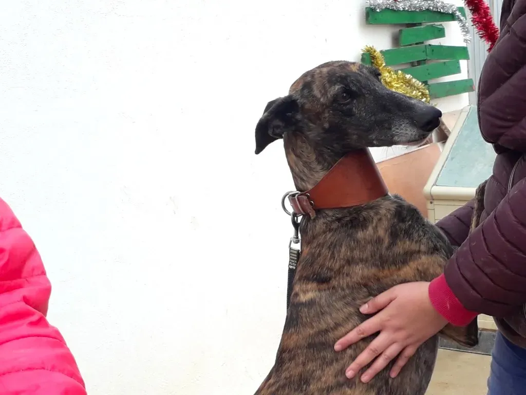 ardilla adozione levrieri galgo 11 1