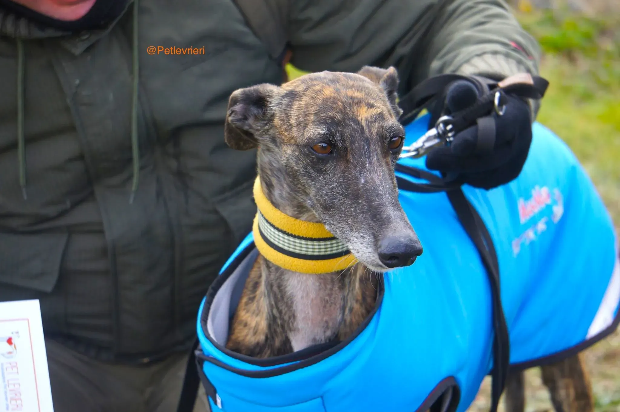 ardilla adozione levrieri galgo 2 1