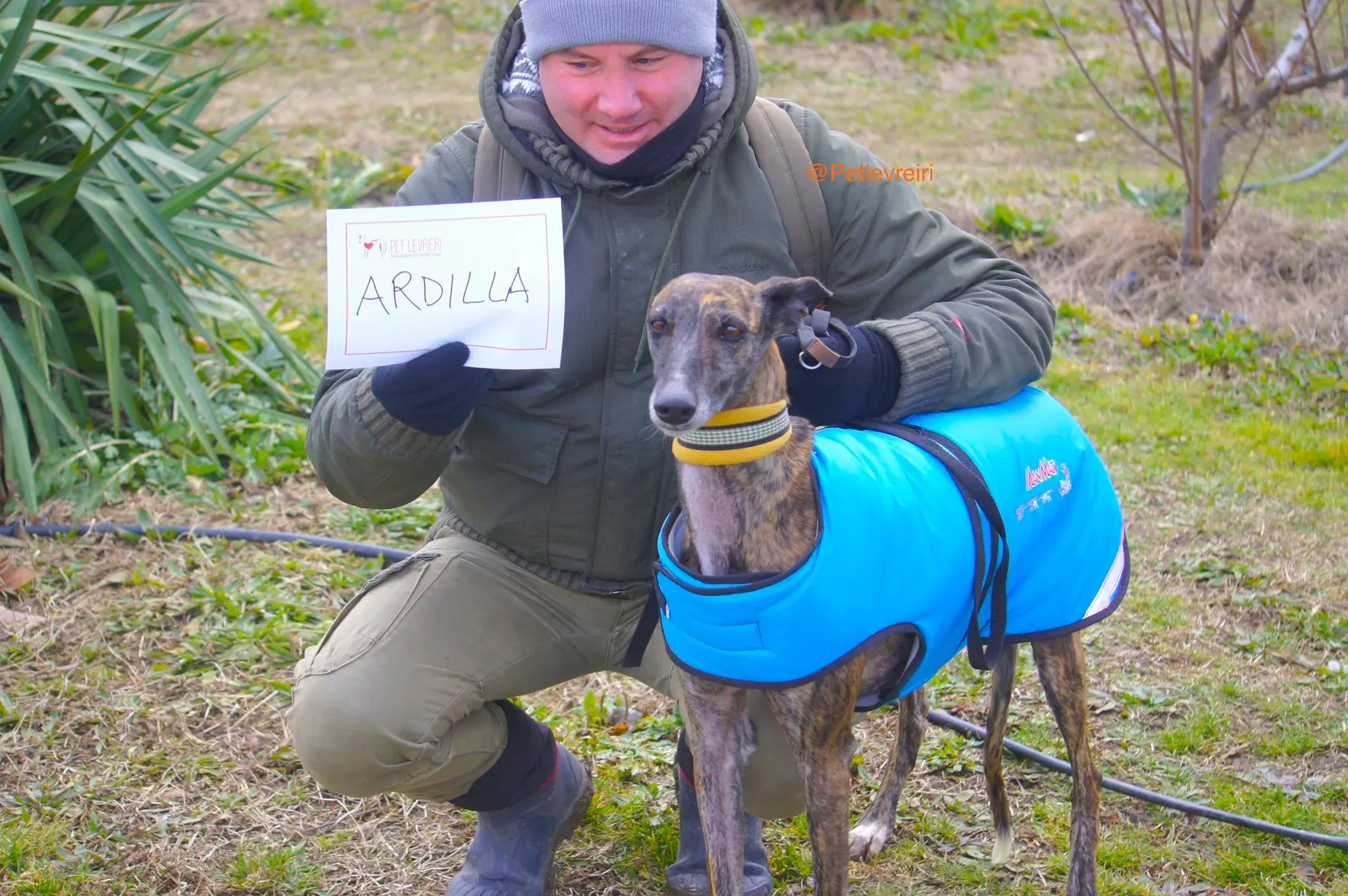 ardilla adozione levrieri galgo 3 1