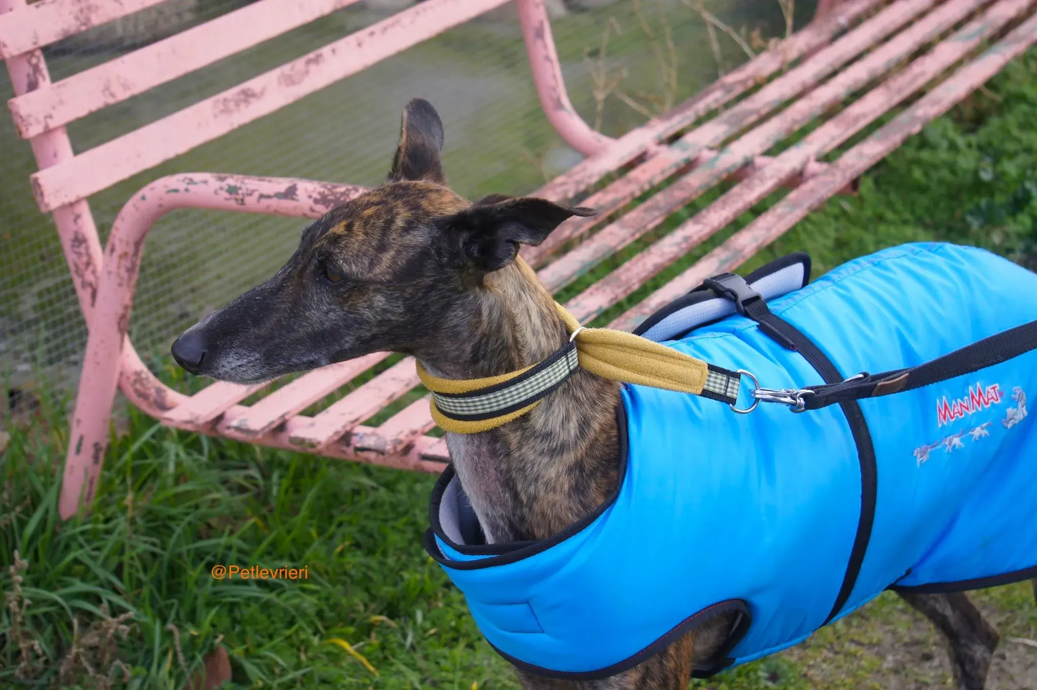 ardilla adozione levrieri galgo 4 1