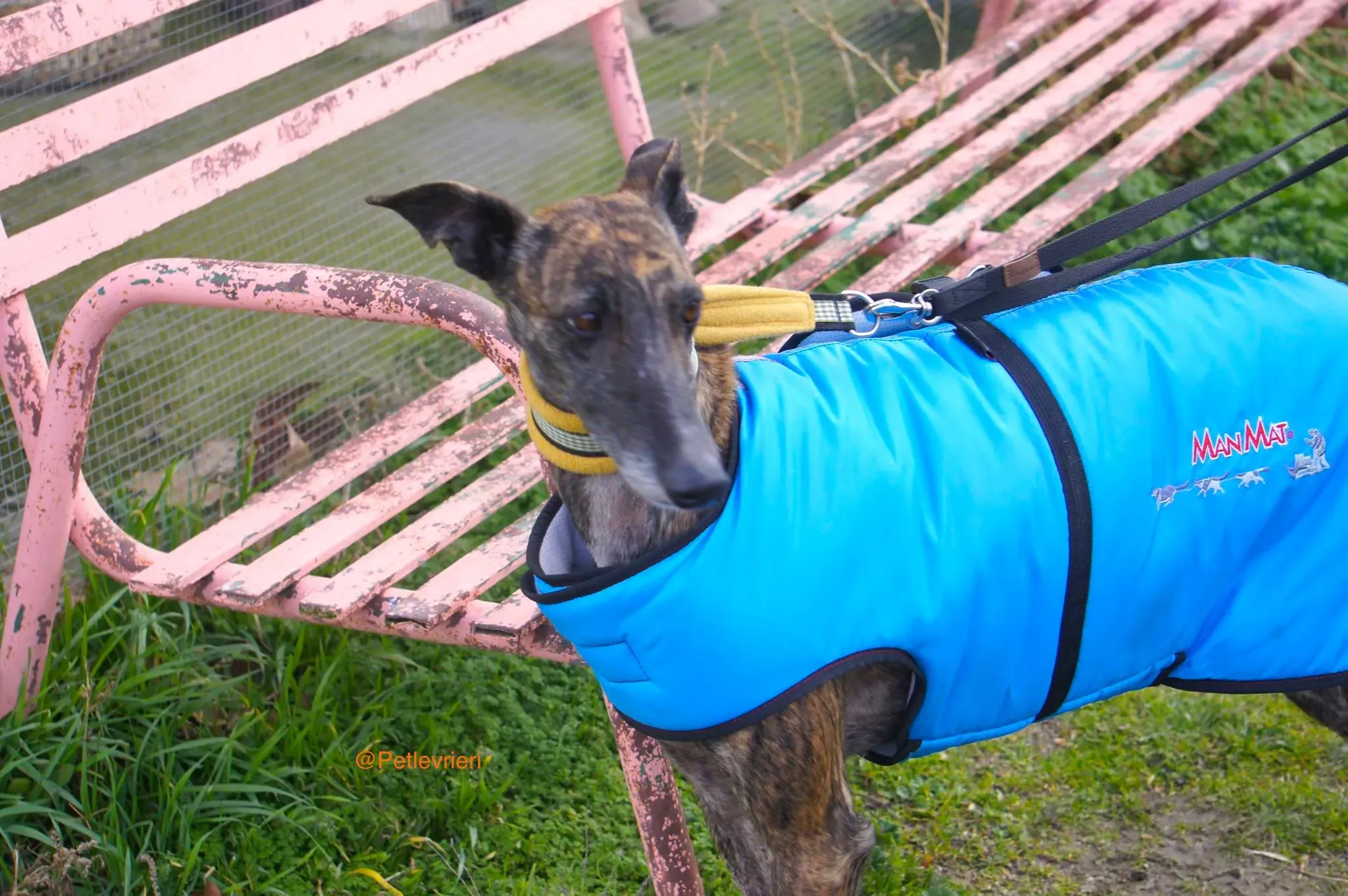 ardilla adozione levrieri galgo 6 1