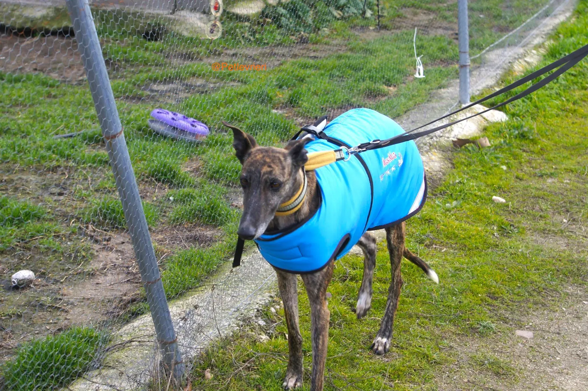 ardilla adozione levrieri galgo 7 1