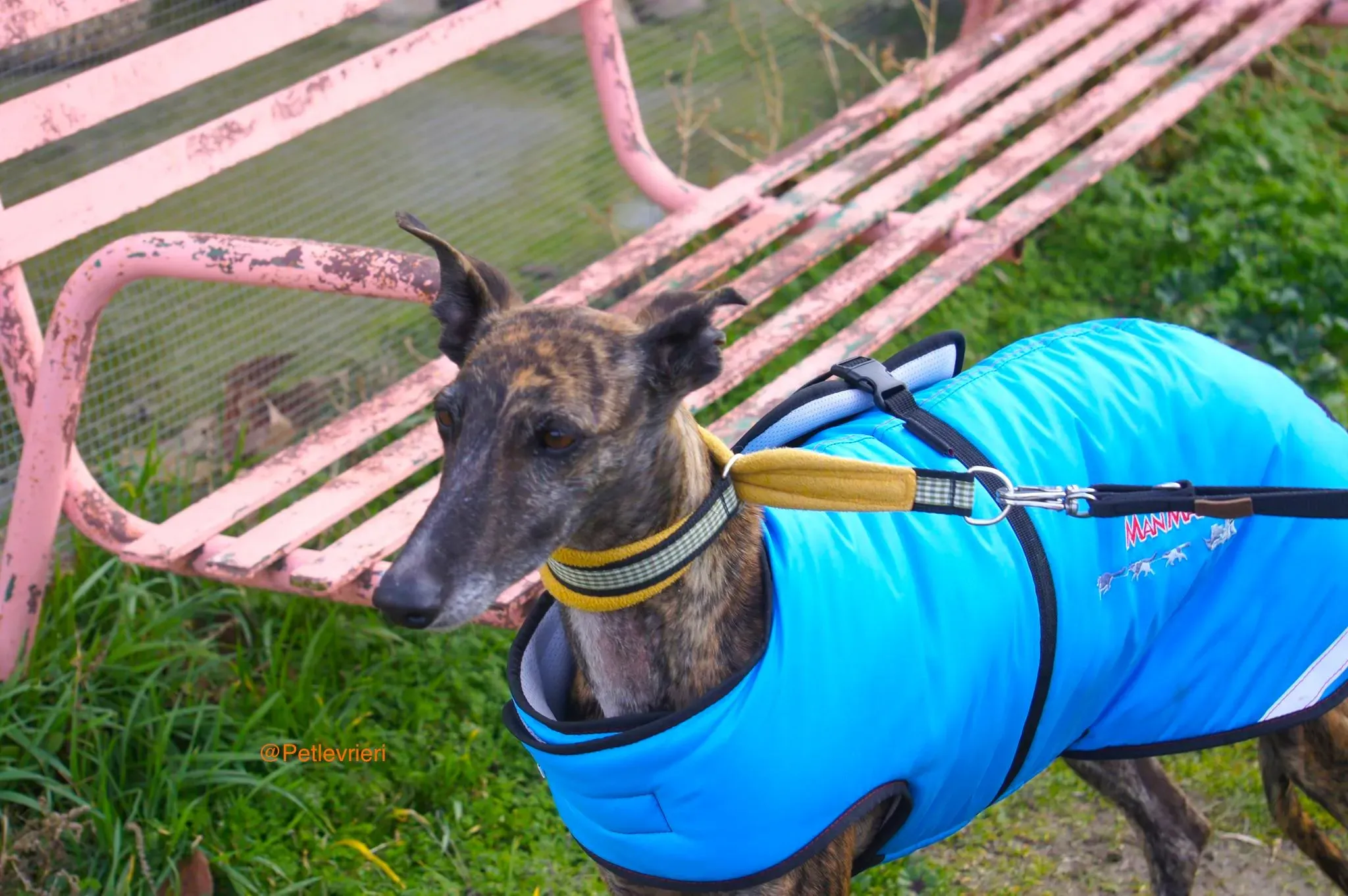 ardilla adozione levrieri galgo 8 1