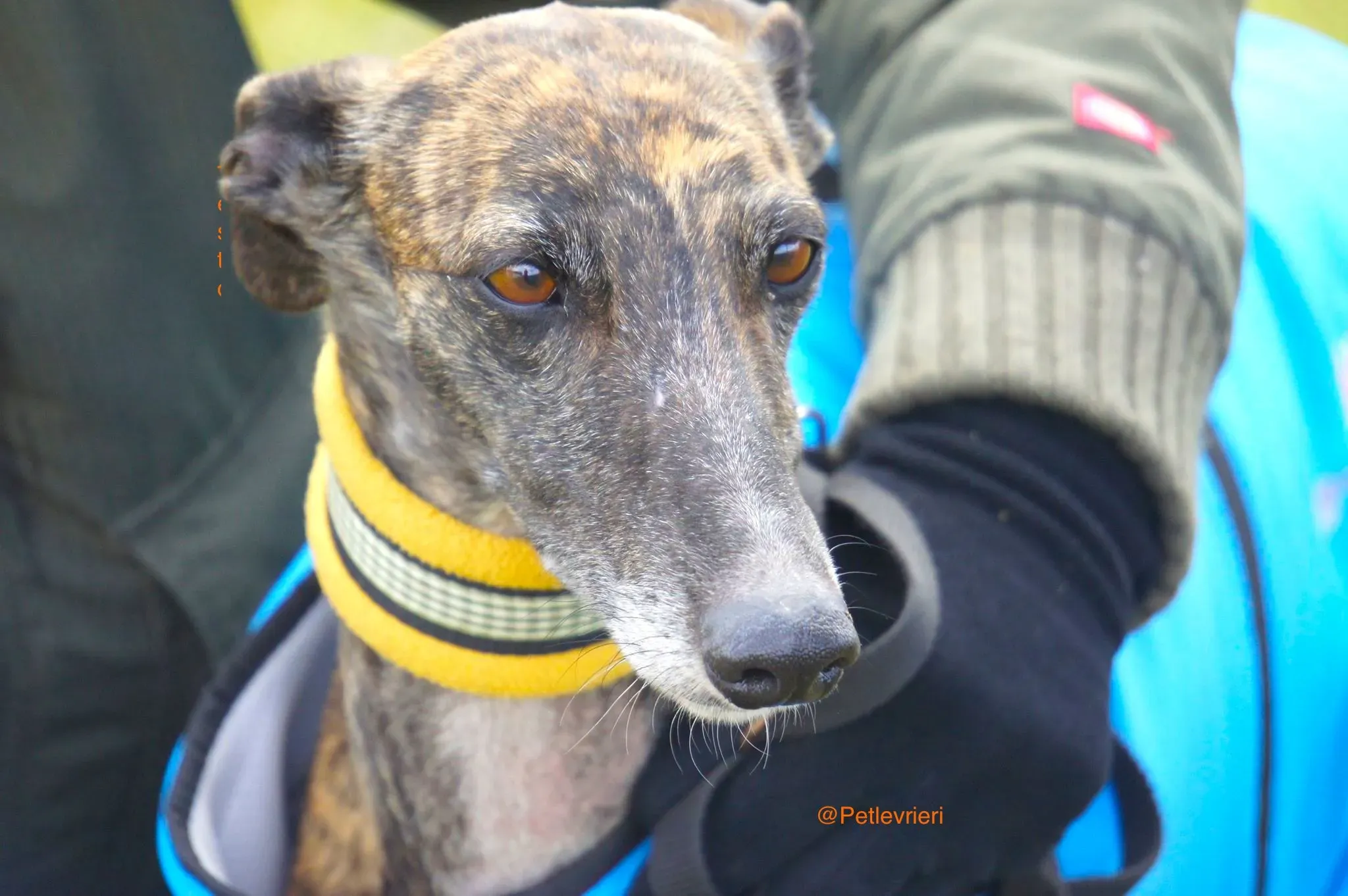 ardilla adozione levrierilgalgo 4 1