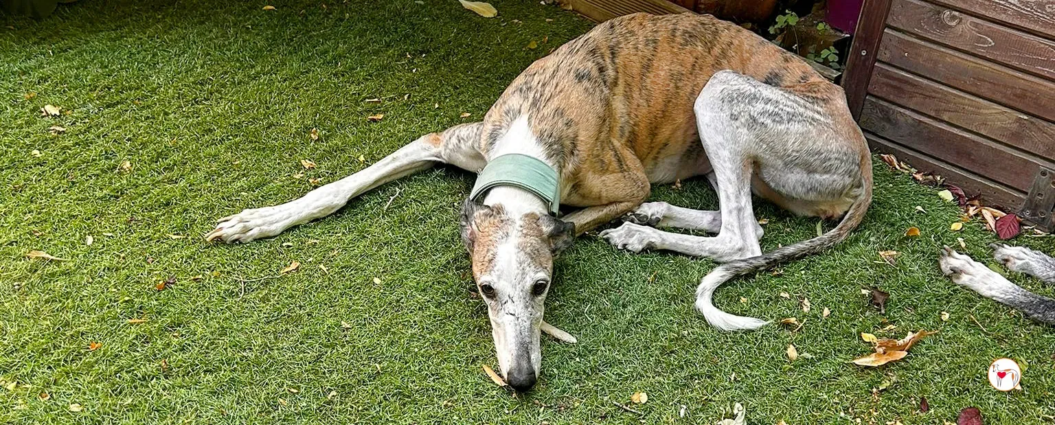 arena galgo adozione 00 copertina a