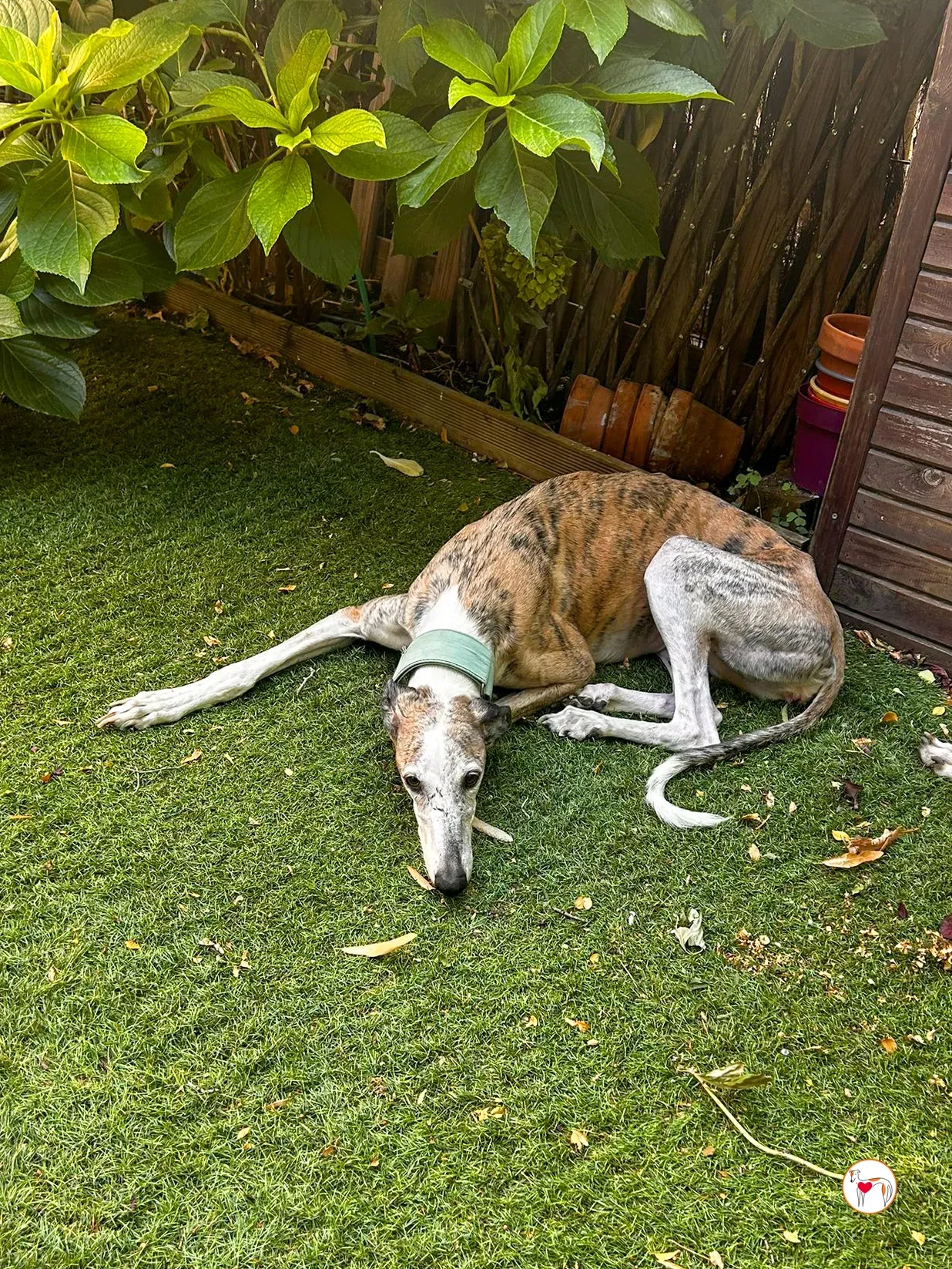 arena galgo adozione 01