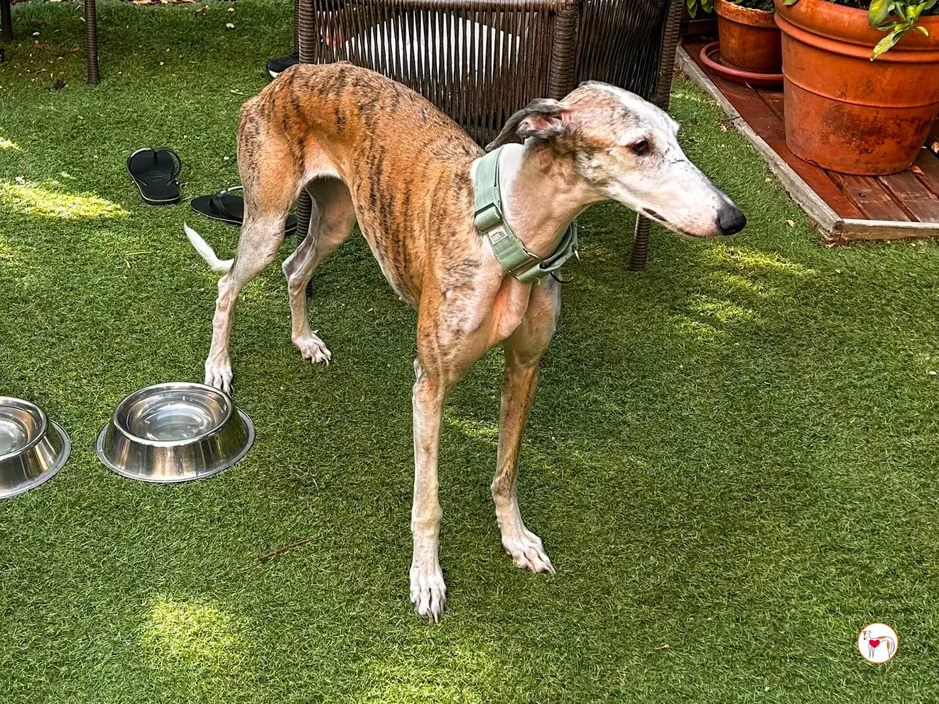 arena galgo adozione 02