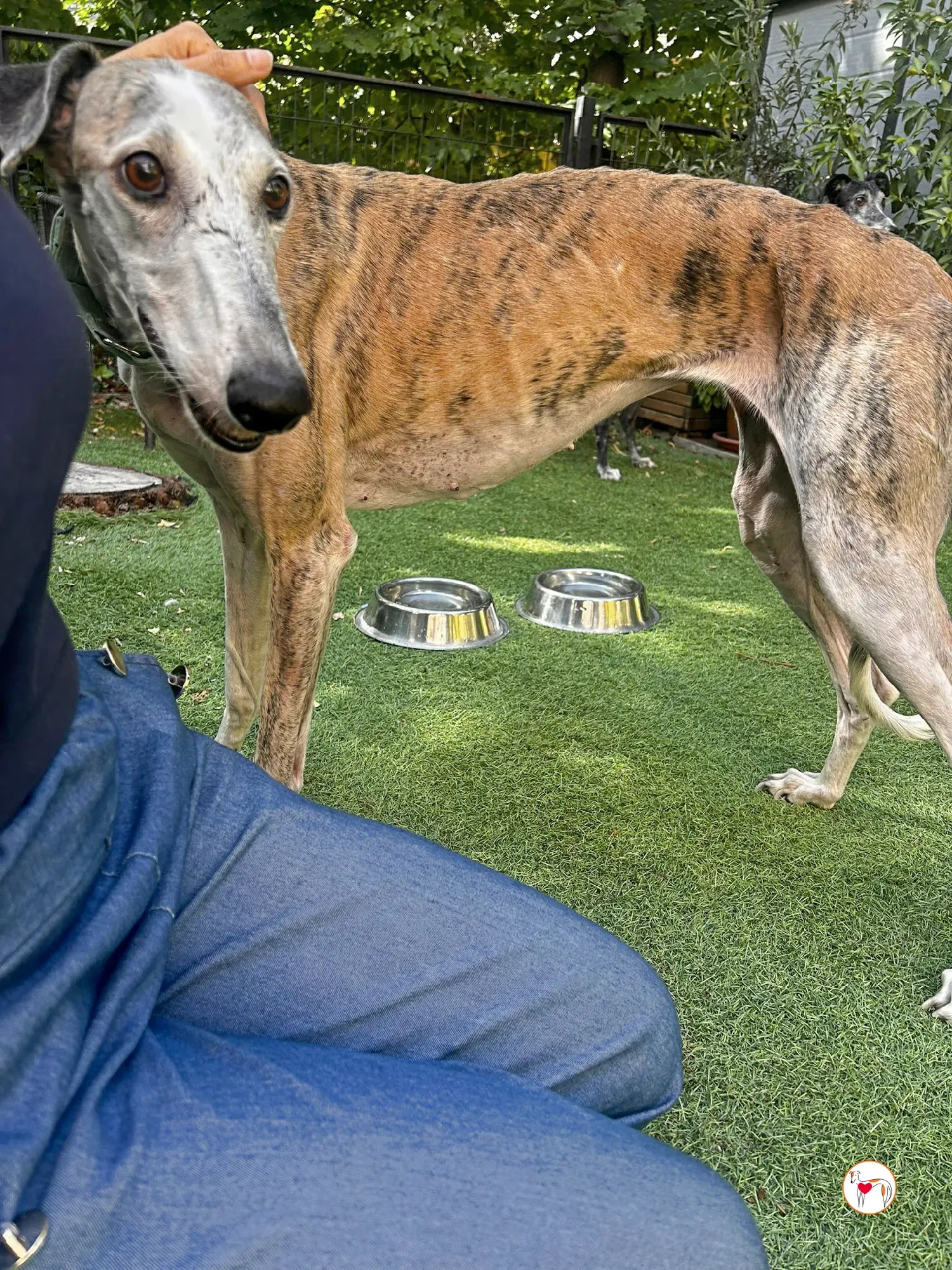 arena galgo adozione 04