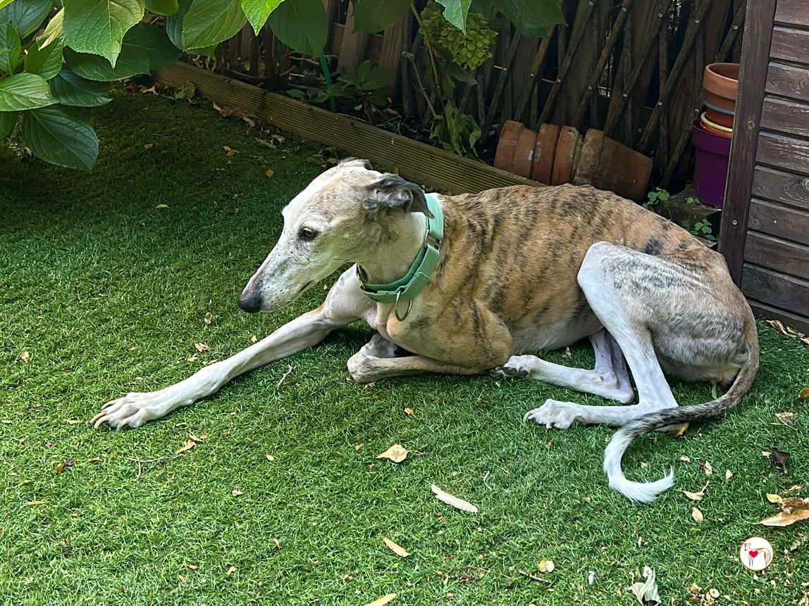 arena galgo adozione 05