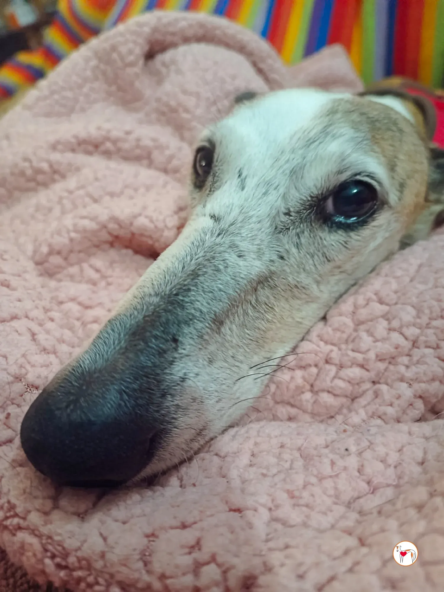 arena galgo adozione 06