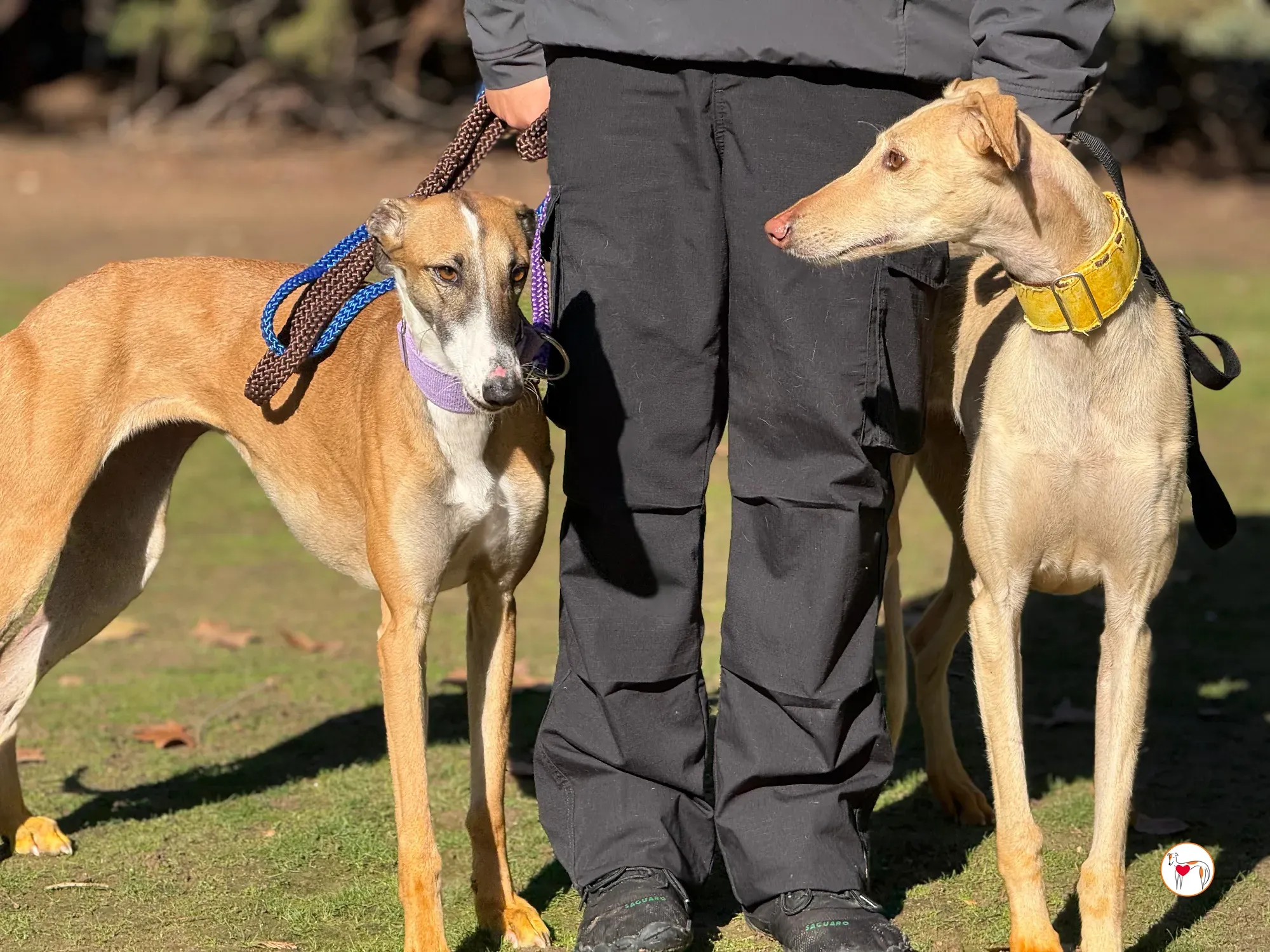 arena galgo adozione 1