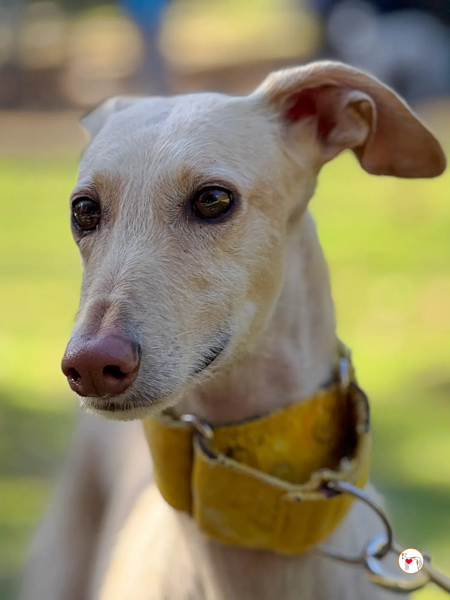 arena galgo adozione 10