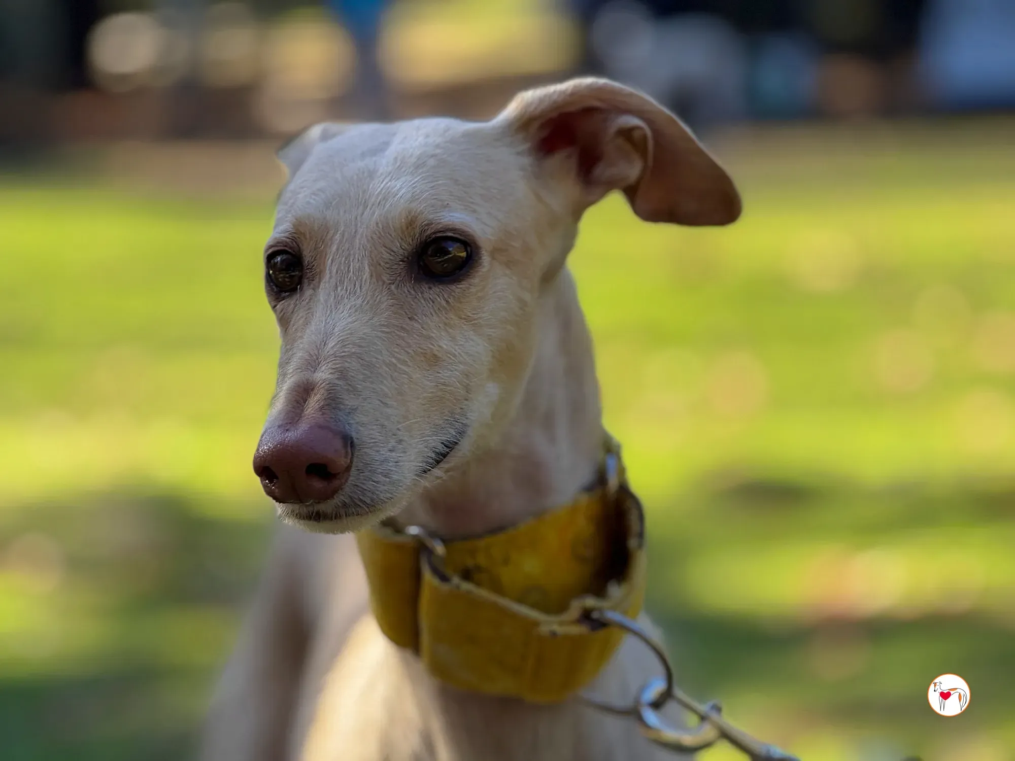 arena galgo adozione 11